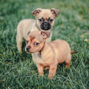 pexels-noelace-16729263