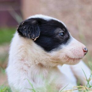 pexels-sudhirsangwan-29372904